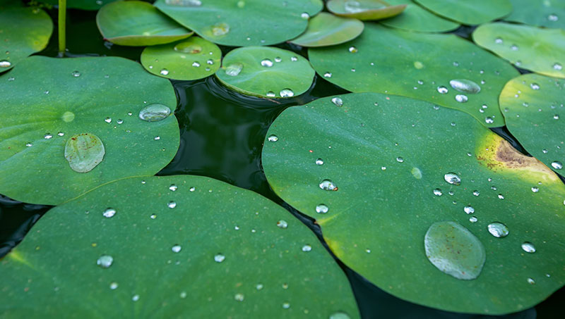 Effet lotus grâce à nanoINOX® AntiFingerprint et Easy-to-Clean.